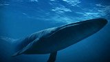 最大的动物排行榜：蓝鲸重量超过25头非洲象，舌头可站50人