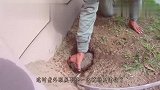 男子发现草地长了“撮白毛”,翻开一看,却被洞内生物吓个够呛！