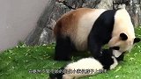 熊猫宝宝不愿意回家，结果惹怒妈妈，下一秒别笑！