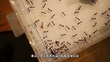 磁铁靠近蚂蚁会发生什么老外亲自实验，结果让人百思不得其解