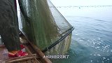 收网捕获中华鲎，这保护动物拥有蓝色的血液，阿兴当场就放归大海