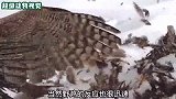 苍鹰冲进农场想叼走母鸡，危难之际，公鸡和山羊出手相救逃过一劫