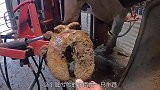 牛蹄得了甲沟炎形成脓肿，修理师傅认真修理，全程解压