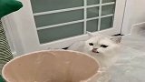 狸花猫翻垃圾桶，被主人教训以后，再也不敢轻易靠近垃圾桶了