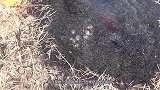 小伙将鸡蛋埋进沙子里暴晒，这能烤熟吗？结果让人出乎意料！