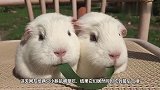 两只小豚鼠同吃一根草，吃到最后的反应让人意外，简直要被萌化了