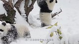 熊猫翘二郎腿躺在太师椅上，舒坦模样活像老大爷，画面十分呆萌