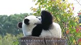 熊猫翘二郎腿躺在太师椅上，舒坦模样活像老大爷，画面十分呆萌