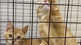 3个月橘猫妹妹，坐着那只乖巧的橘猫妹妹