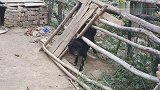 大黑狗被控制在这么小的范围之内，依然这么凶，恶犬