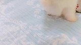 专业碰瓷狗