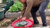 男子去岳母家吃饭，用竹篮打水帮忙浇菜