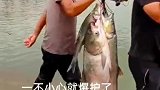 这些鱼挺大呀，加起来有一百多斤了吧！