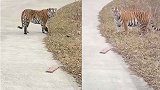 野生东北虎出没珲春：像个大猫对人伸懒腰，对视40秒后转身离开