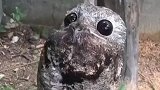 长相奇特的鸱鸟，有着纯黑的眼眸和巨大的嘴