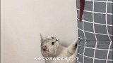 搞笑视频：原来猫也有强迫症，东西一定要摆齐了！