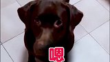 谁还不会点外语了