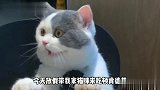 休假带猫星人来吃肯德基，为啥它一副这样表情