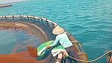 海上人工养殖场，原来是这个样子