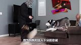 柴犬看见小主人在不停地哭泣，竟然跑去安慰主人，这狗怕是成精了