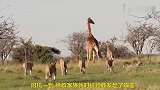 狮群家族围猎长颈鹿，遭到长颈鹿铁蹄的反击，结果成这样