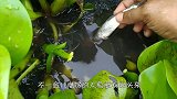 男子成功钓上一条鲶鱼，正开心时，发现惊喜还在后面！