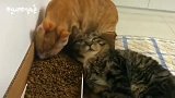 不知道黑猫这什么意思，你都绝育了还要撩妹！