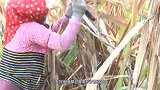 国外甘蔗收获之前，为何要先放一把大火？原因很简单