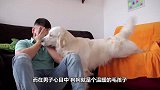 主人和金毛比赛喝酸奶，金毛速度太快了，下秒大家千万憋住别笑