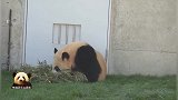 熊猫宝宝懒洋洋地躺门口，悠闲地给自己“充电”，好可爱的样子