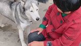 好宝宝❤️   媳妇还有几天就可以出院了 宠物 二哈