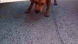 狗子：猫哥今天休假，我来帮它抓老鼠！