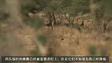 盗猎现场：盗猎者射中雄狮，其余三头雄狮愤怒却无可奈何