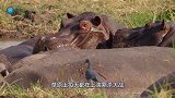 河马大哥捕食羚羊，一群鬣狗想要分食惹怒河马，镜头记录全过程