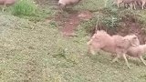 羊群朝山上奔跑，小羊丢什么不能丢饭碗啊