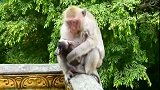 饥饿的小猴不知道哪里做错了，竟惹得妈妈火冒三丈！