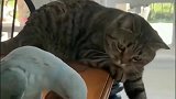 小肥猫：这东西给我玩一下，鹦鹉：滚