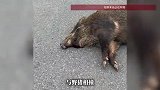 私家车撞死野猪，交警判定车主全责，车主：车损已报保险，野猪做无公害处理