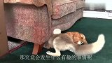狐狸遇到狗狗，二话不说上去就是干，镜头记录激烈全过程