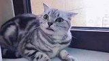 小公猫为爱去小母猫家，小母猫还是发脾气，铲屎的爆笑两边安慰