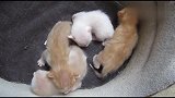 刚出生的四只小奶猫，相互依偎着取暖