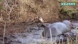 一只小鹿被鬣狗围攻，河马路见不平拔刀相助，结果却是帮凶