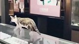 狸花猫谁把玻璃擦这么亮，就是想谋害朕