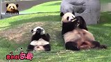 熊猫宝宝躺在妈妈身边认真模仿，努力摆弄竹棍儿的样子萌化你的心