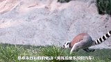 长得像狐狸、前肢短后肢长、长尾黑白相间，慢镜头看环尾狐猴飞奔