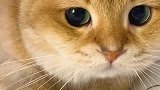猫主子的眼神里全是戏！