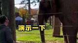 小哥为大象表演敲鼓，没想到大象学会了
