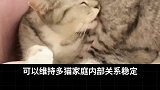 深度解析：猫咪为什么会互相舔毛！宠物出道计划 萌宠出道计划