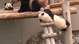 熊猫妈妈轻轻松松爬上梯子，熊孩子也不甘示弱紧随其后，太萌了