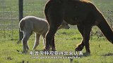 可爱的小崽子们：小羊驼跟着妈妈，第一次学习如何吃草